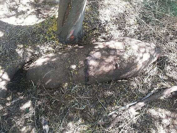 הפצצה האיטלקית שנמצאה בשדה דב // צילום: משטרת ישראל